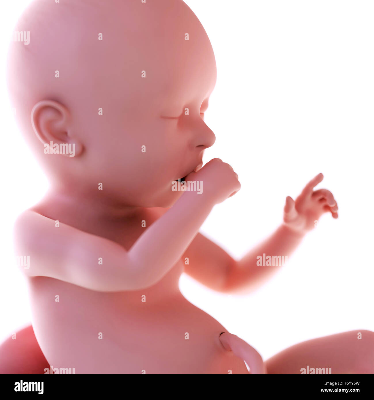 medically accurate illustration of a fetus week 40 Stock Photo Alamy