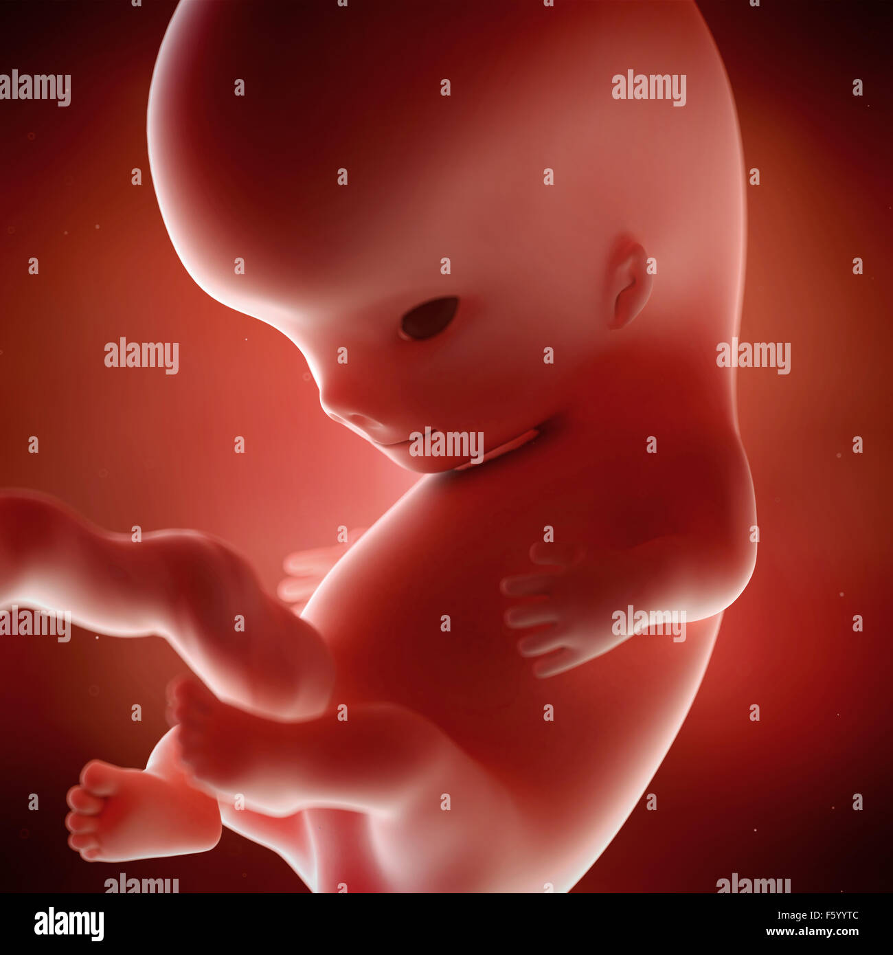 medical accurate 3d illustration of a fetus week 9 Stock Photo