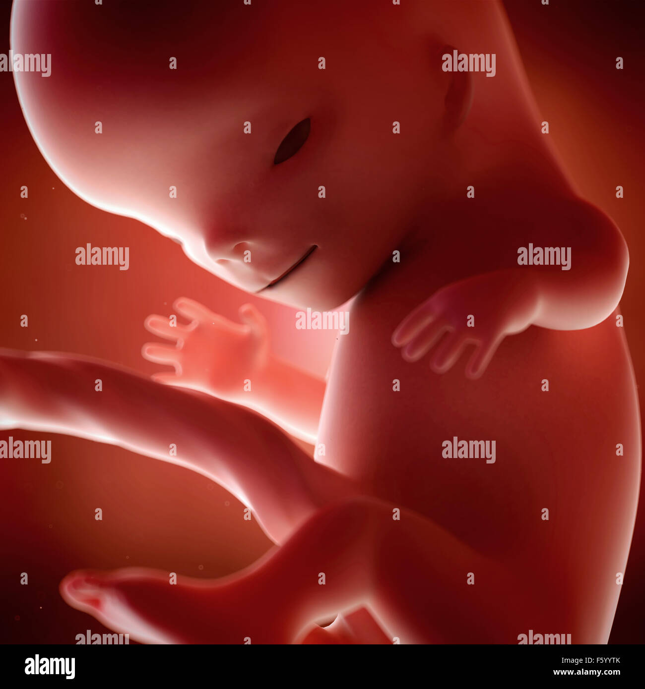 medical accurate 3d illustration of a fetus week 11 Stock Photo