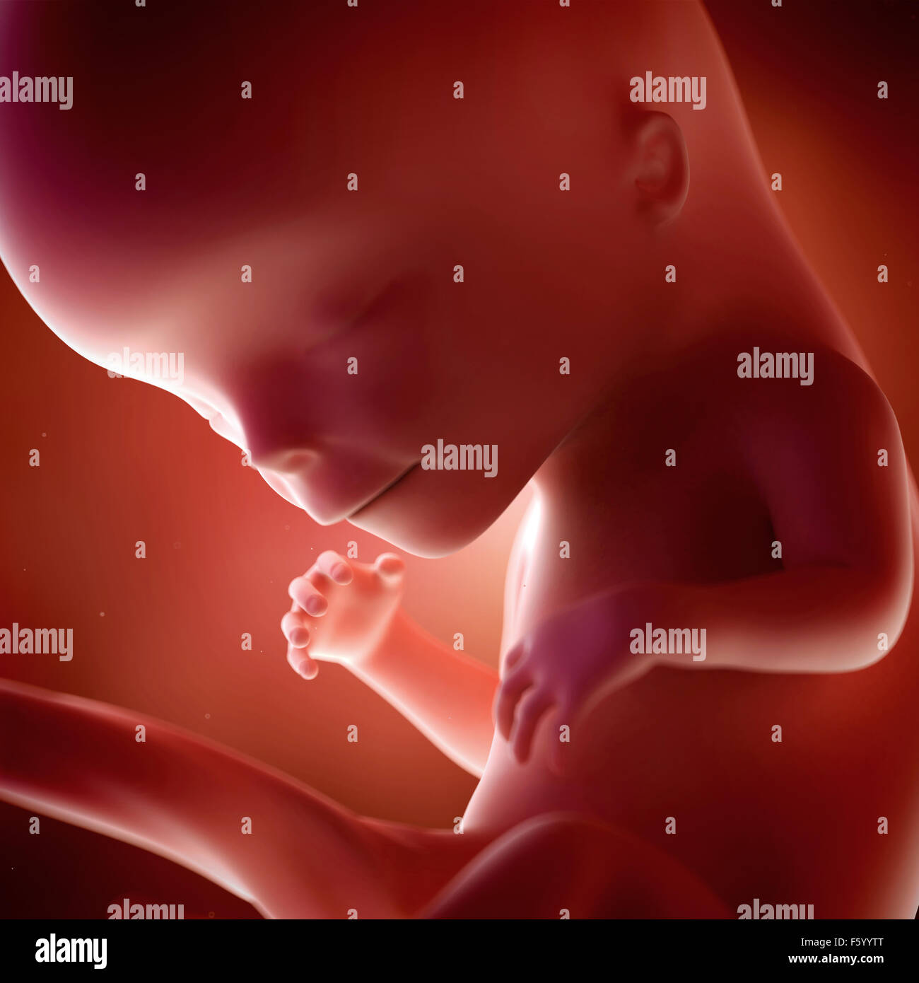 medical accurate 3d illustration of a fetus week 12 Stock Photo