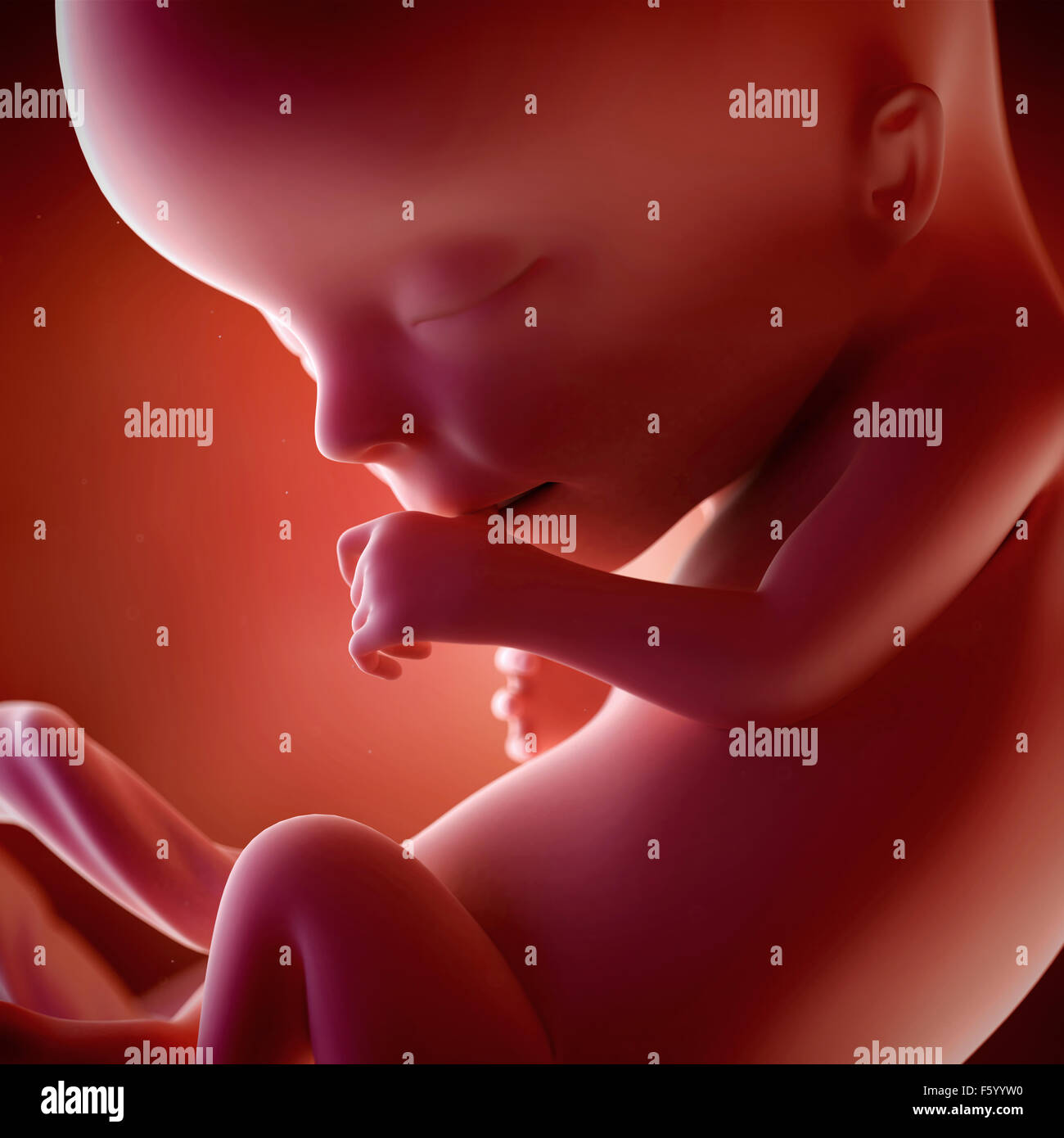 medical accurate 3d illustration of a fetus week 13 Stock Photo