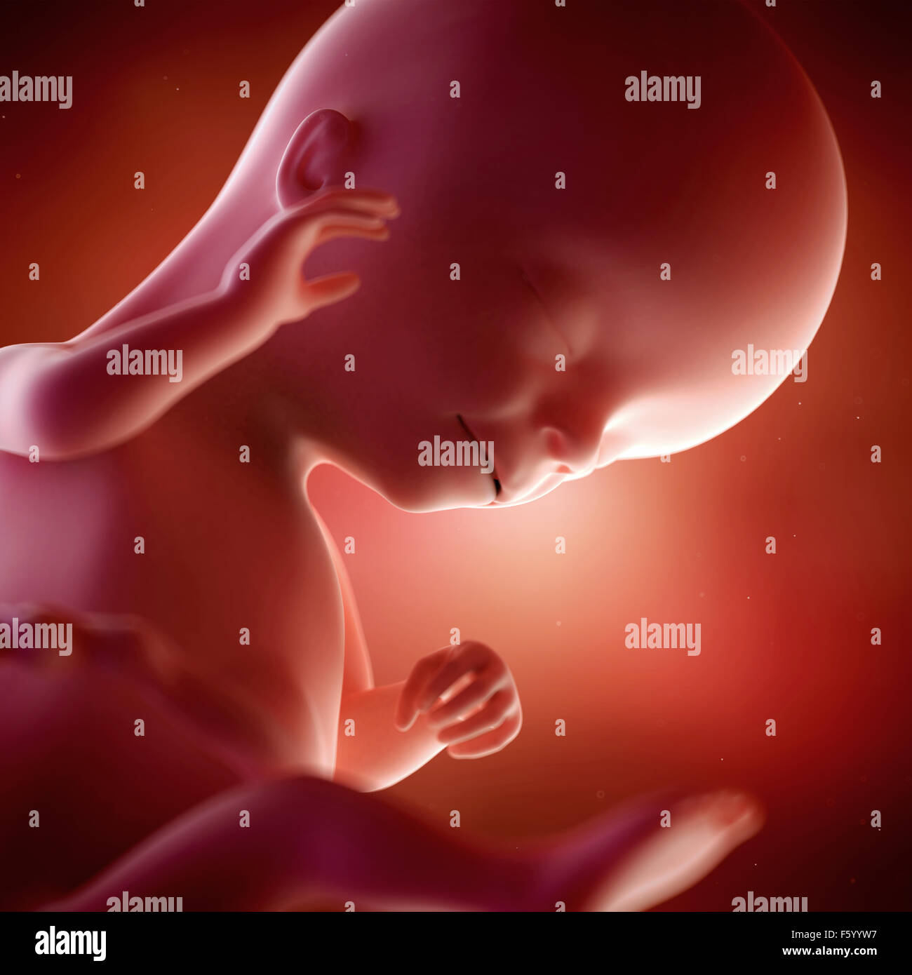 medical accurate 3d illustration of a fetus week 16 Stock Photo