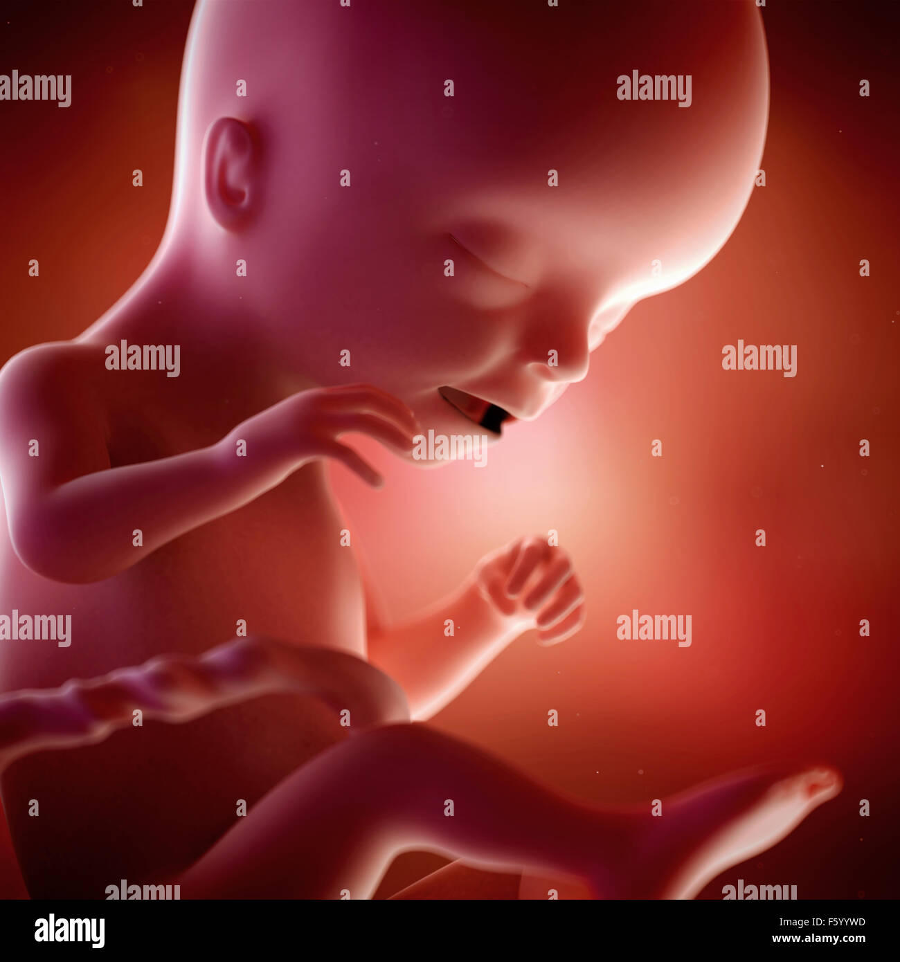 medical accurate 3d illustration of a fetus week 17 Stock Photo