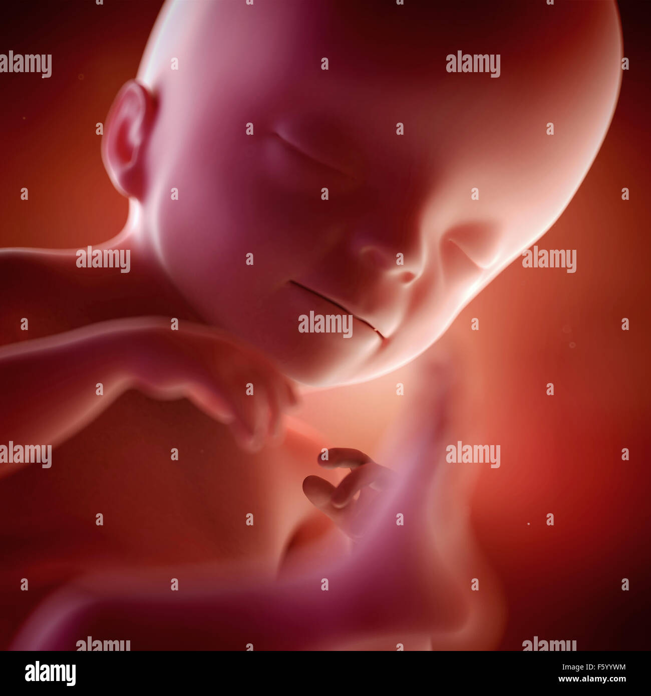 medical accurate 3d illustration of a fetus week 21 Stock Photo
