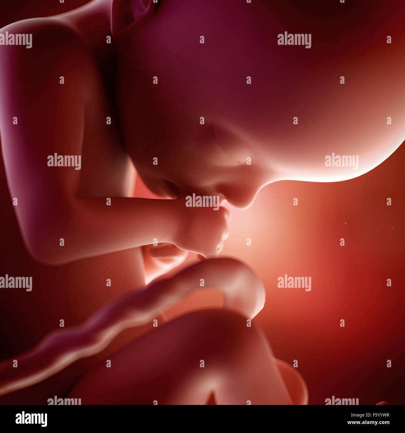 medical accurate 3d illustration of a fetus week 22 Stock Photo