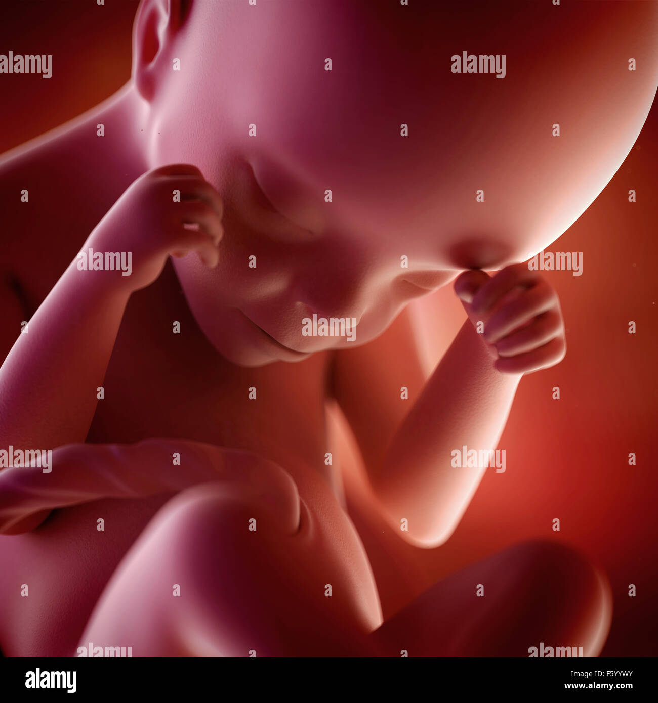 medical accurate 3d illustration of a fetus week 24 Stock Photo
