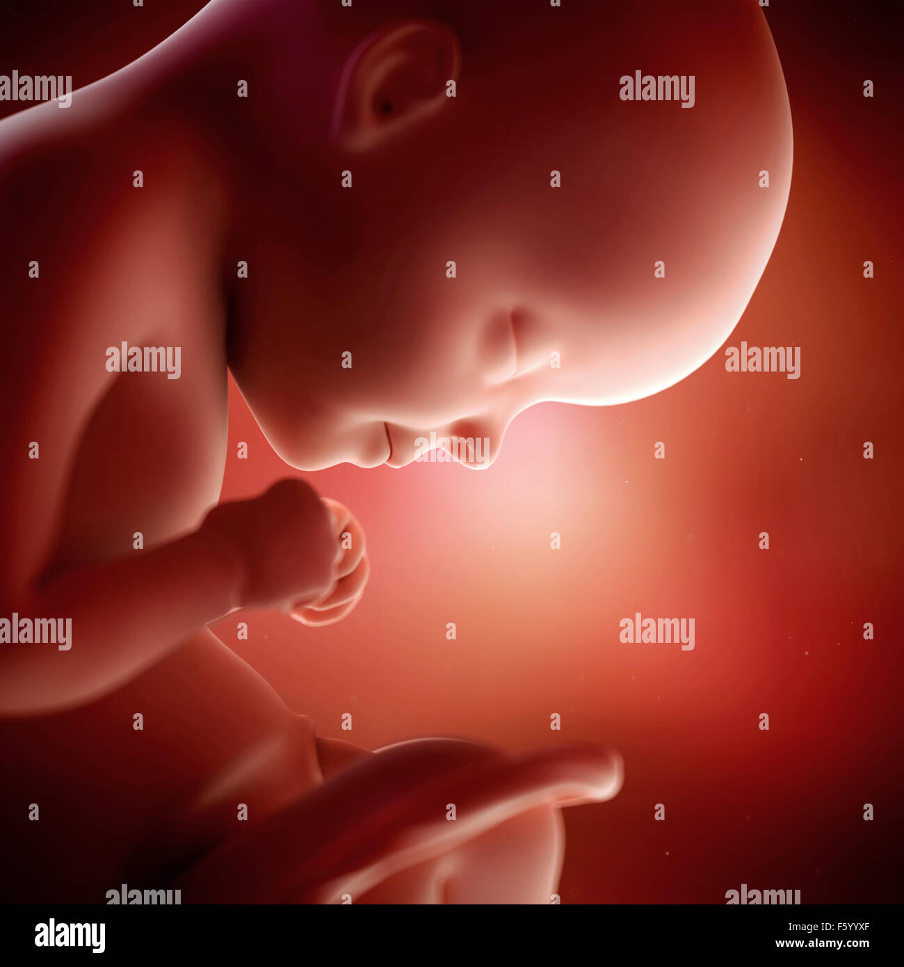 medical accurate 3d illustration of a fetus week 29 Stock Photo