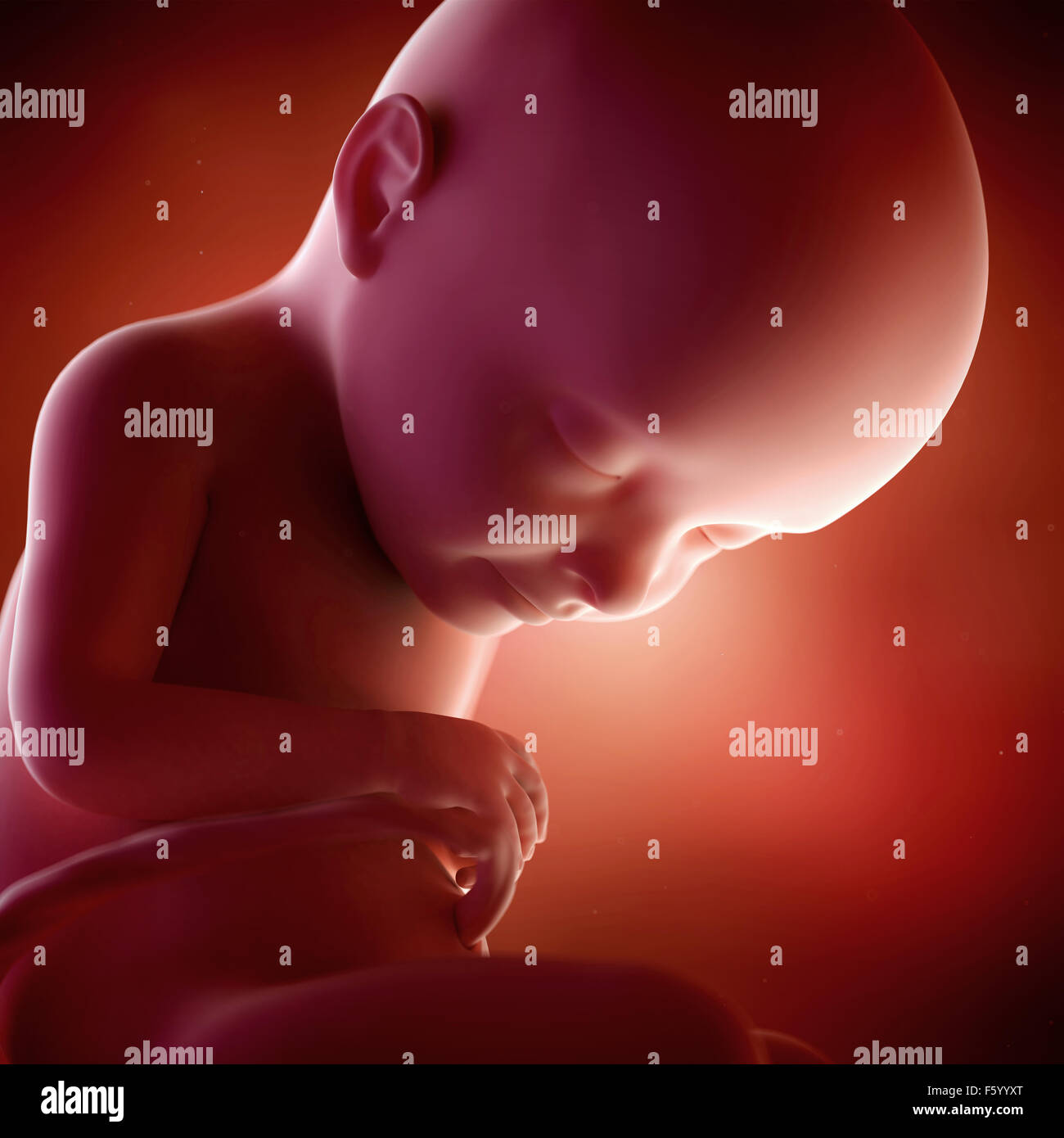 medical accurate 3d illustration of a fetus week 32 Stock Photo