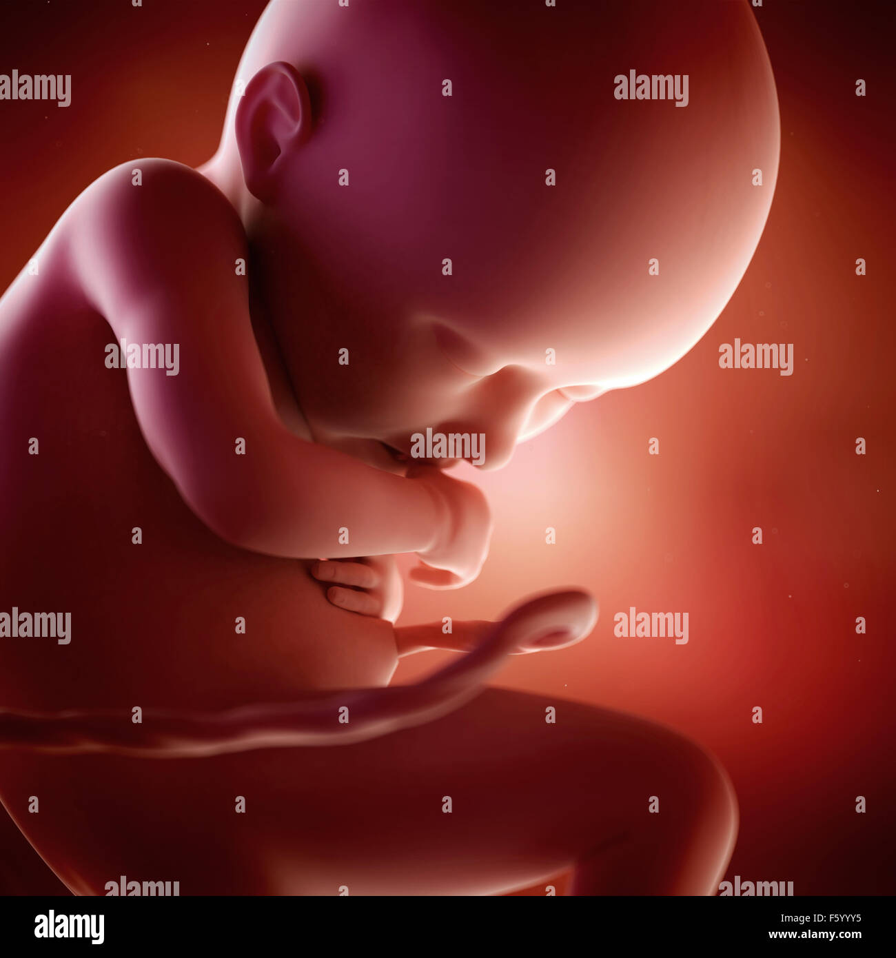 medical accurate 3d illustration of a fetus week 36 Stock Photo