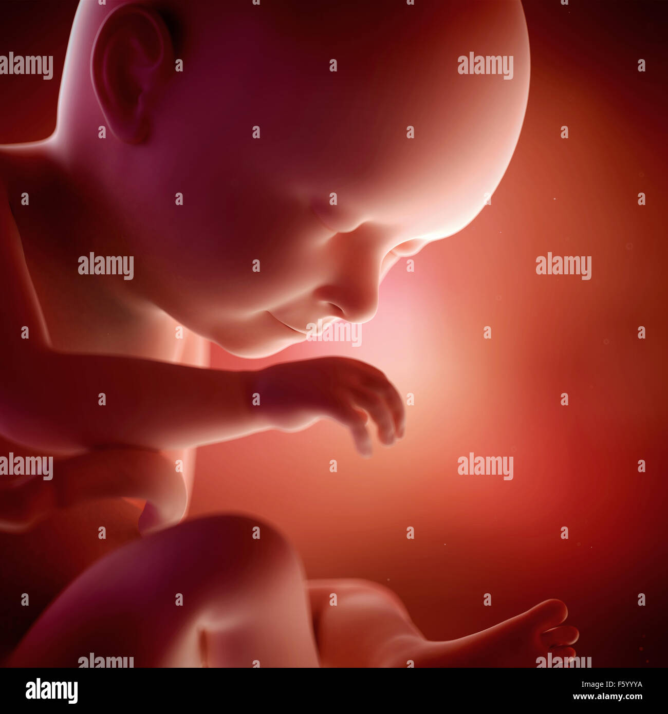 medical accurate 3d illustration of a fetus week 37 Stock Photo