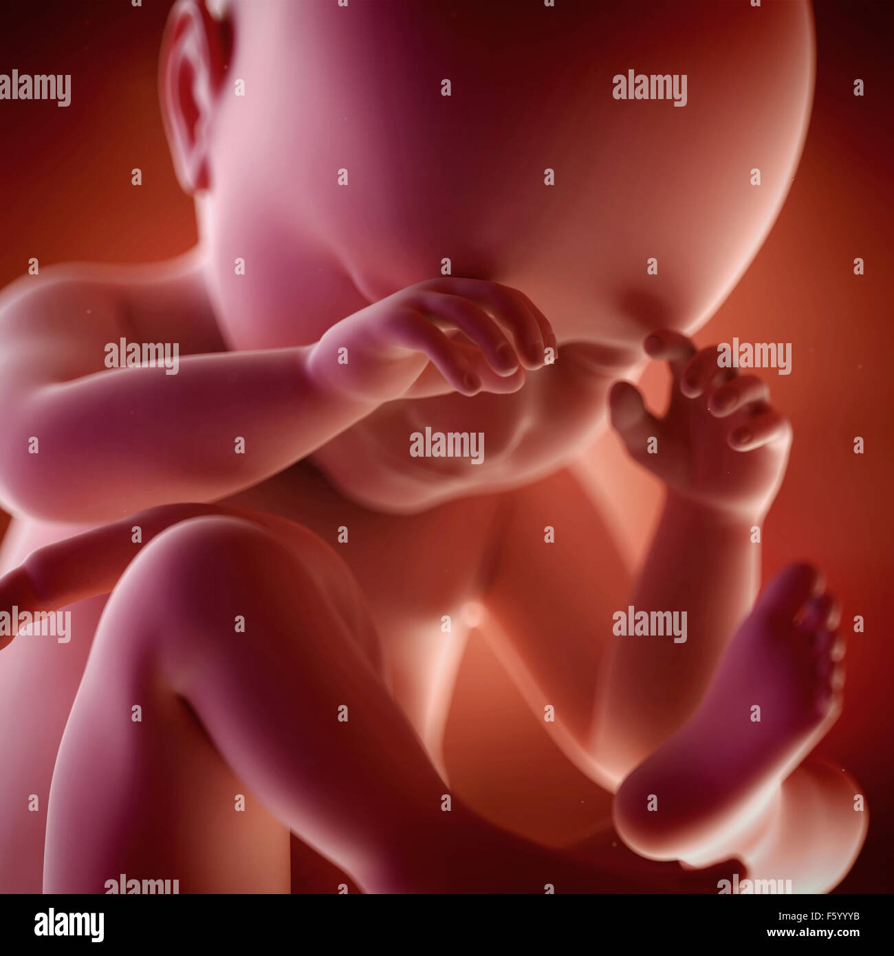 medical accurate 3d illustration of a fetus week 38 Stock Photo