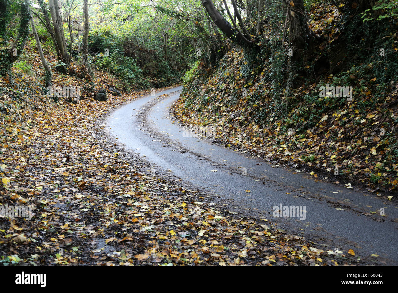 A wet road covered in wet leaves making for a very slippery surface Stock Photo