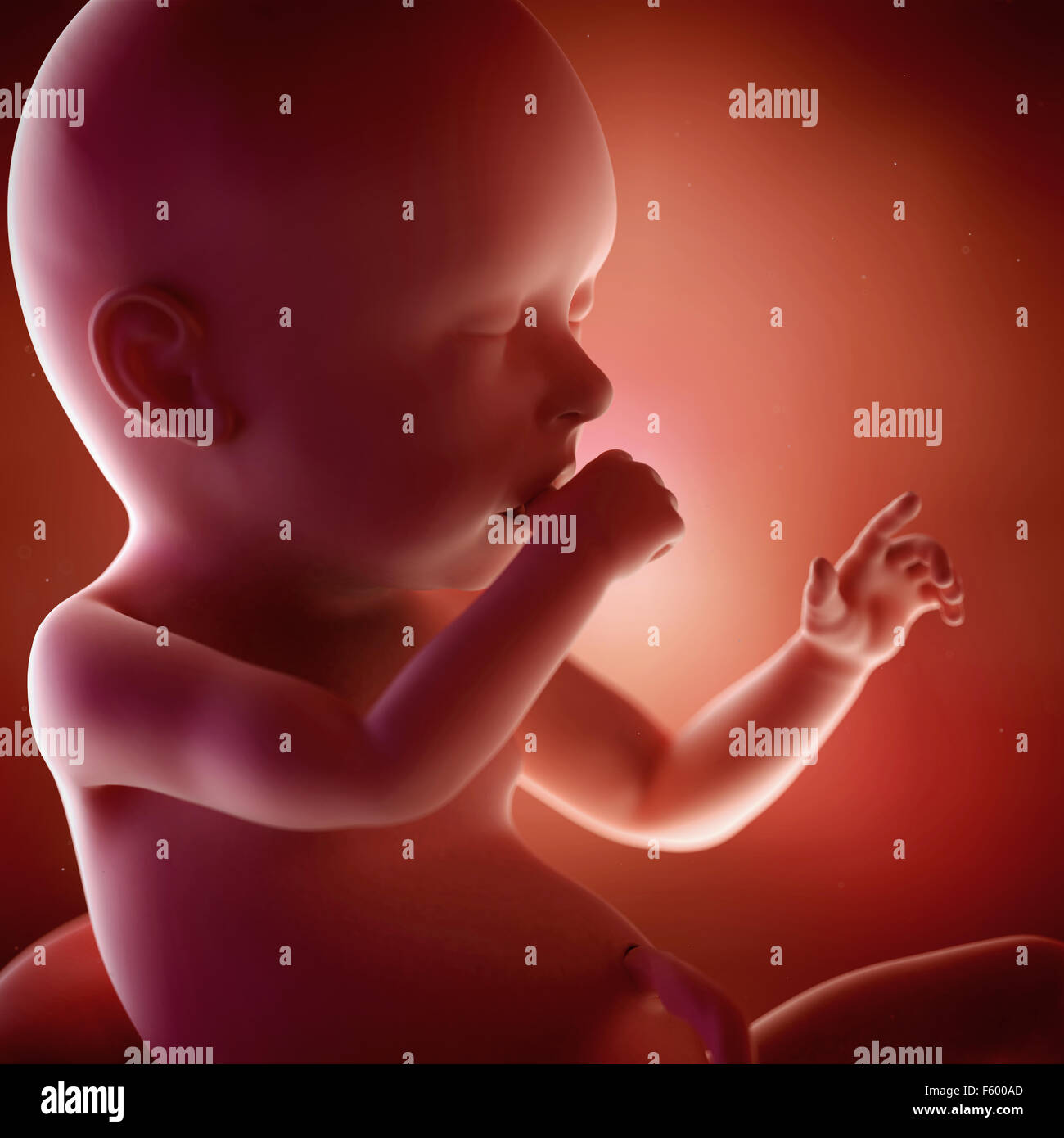 medical accurate 3d illustration of a fetus week 40 Stock Photo