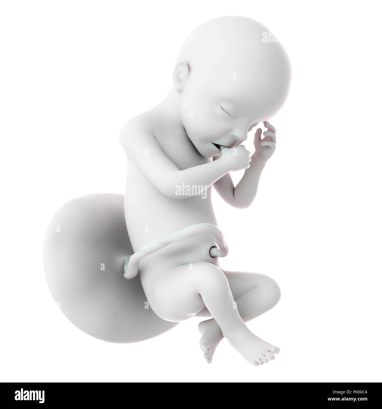 medically accurate illustration of a fetus week 30 Stock Photo