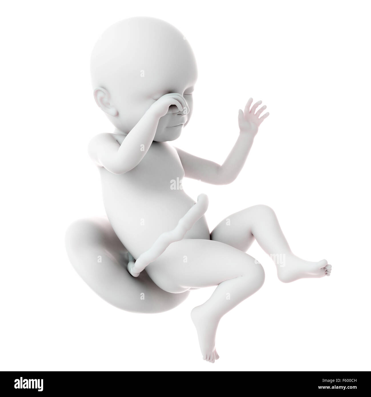 medically accurate illustration of a fetus week 39 Stock Photo