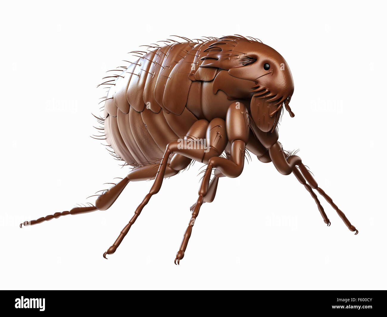 medically accurate illustration of a flea Stock Photo
