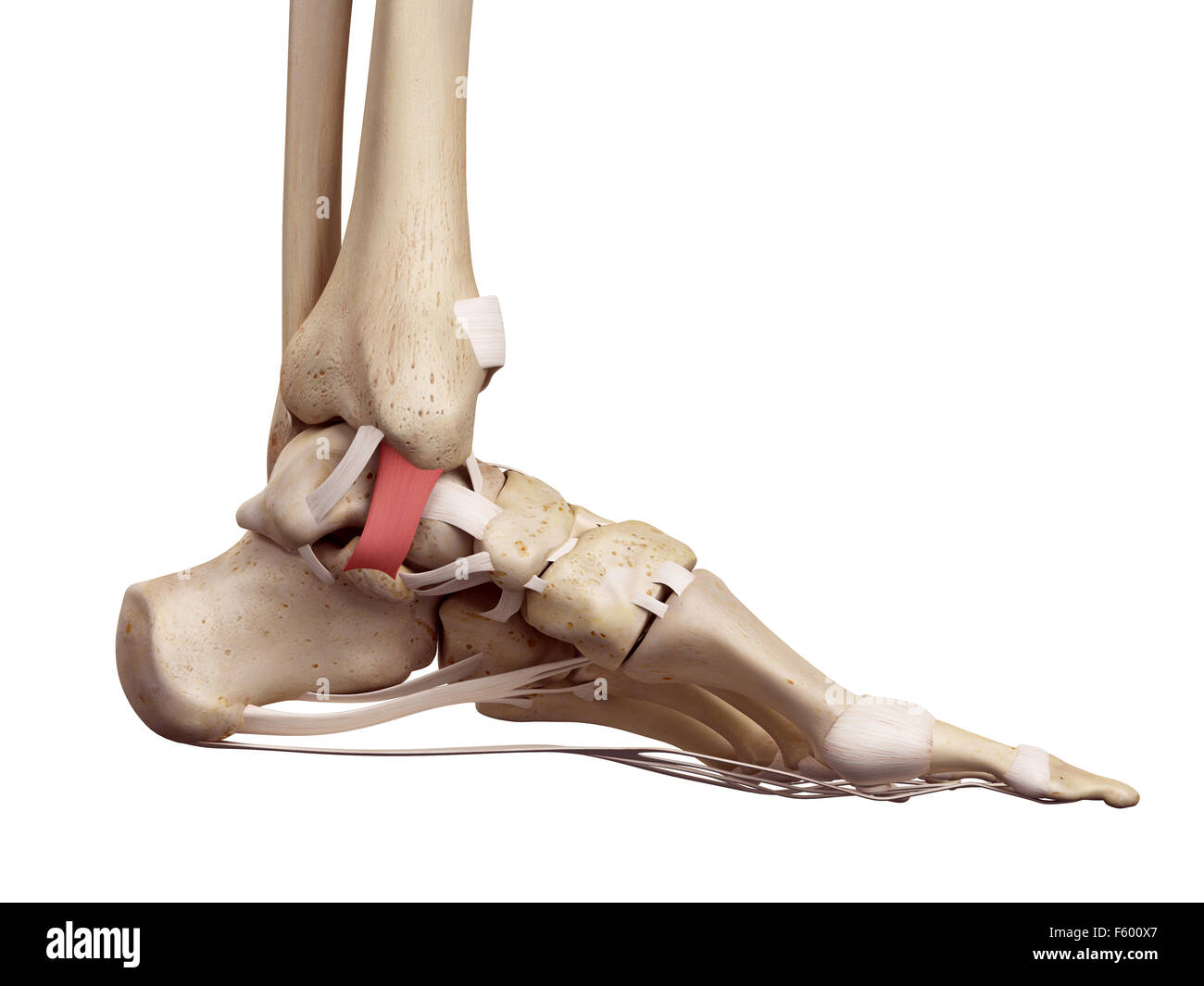 medical accurate illustration of the tibiocalcaneal ligament Stock ...