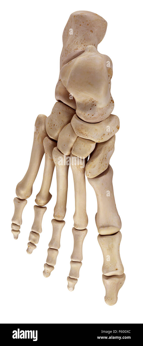 medically accurate illustration of the foot bones Stock Photo