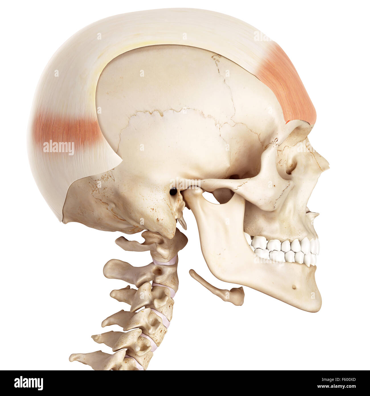 medical accurate illustration of the frontalis Stock Photo