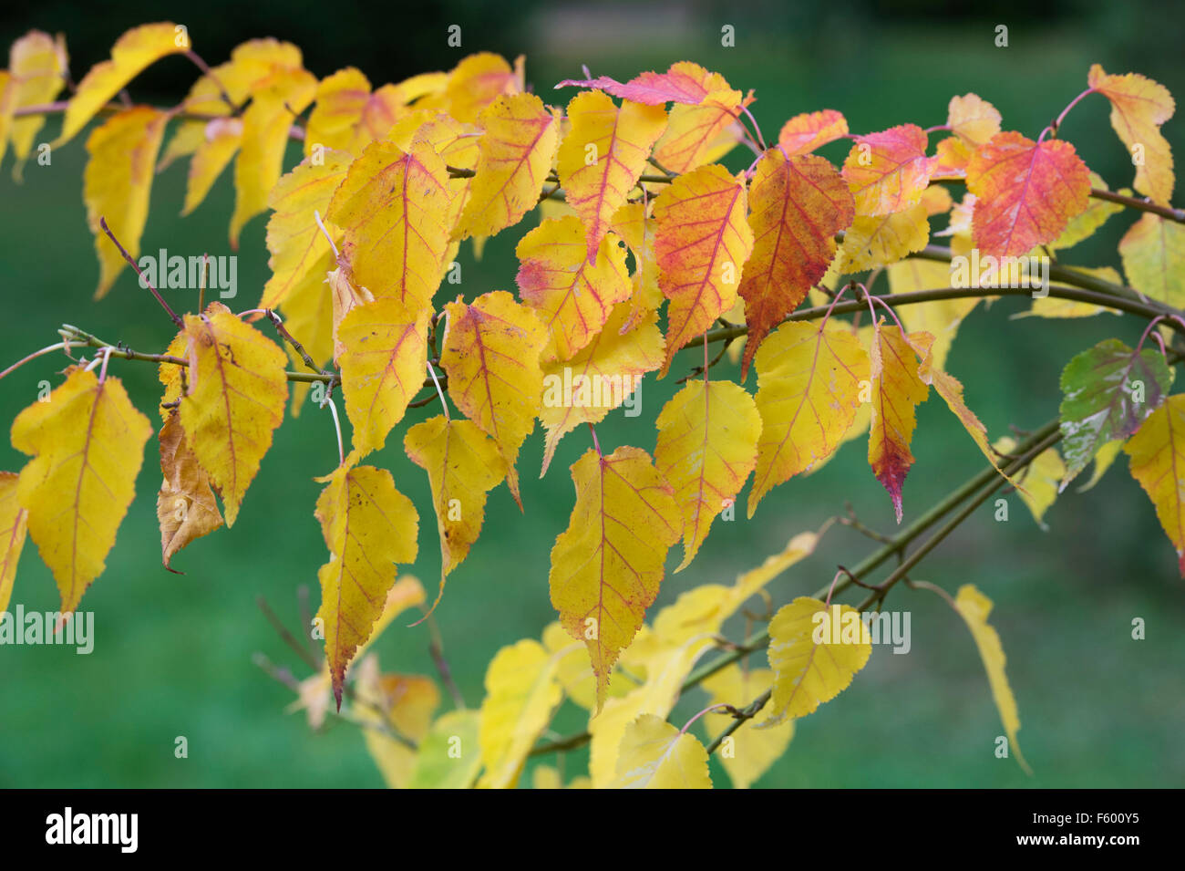 Acer crataegifolium 'veitchii'. Hawthorn Maple tree leaves in autumn Stock Photo