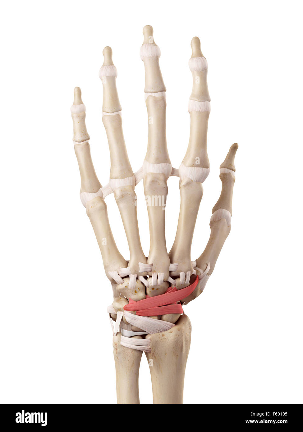 medical accurate illustration of the dorsal intercarpal ligaments Stock Photo