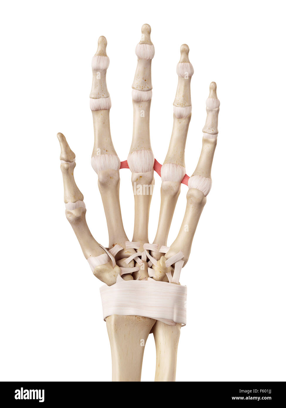 medical accurate illustration of the deep transverse metacarpal ligament Stock Photo