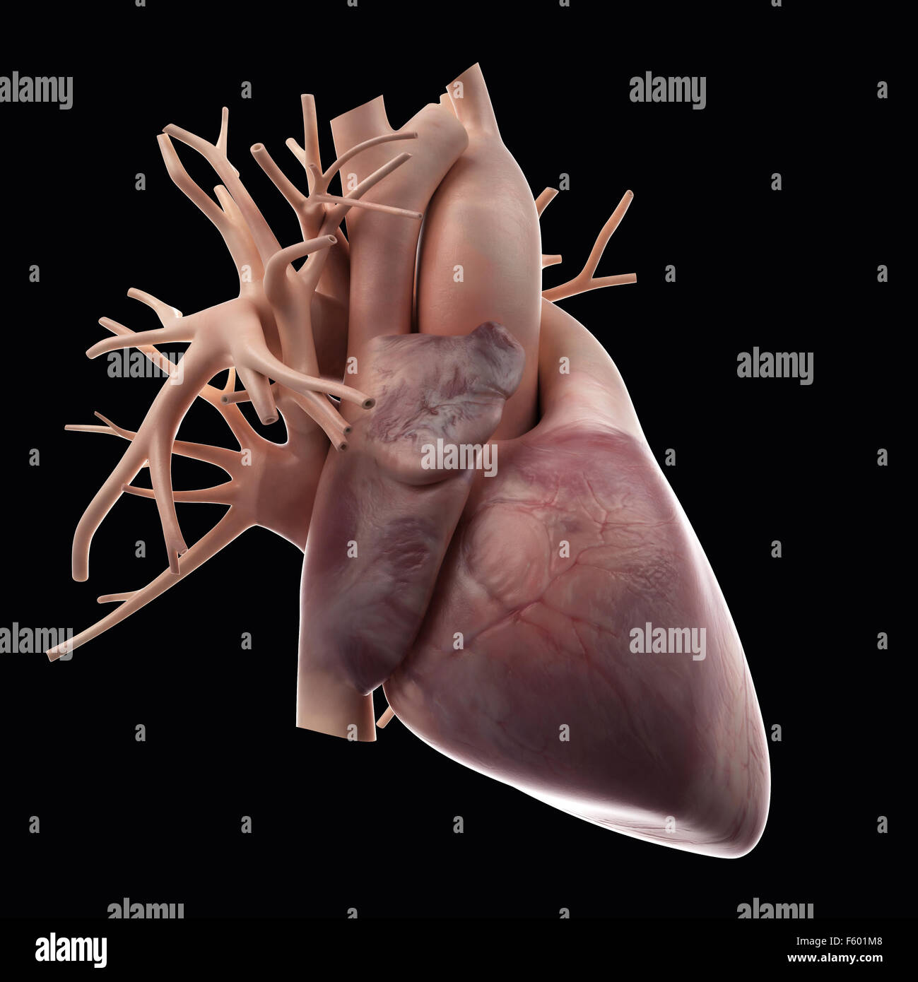 medically accurate illustration of the human heart Stock Photo - Alamy