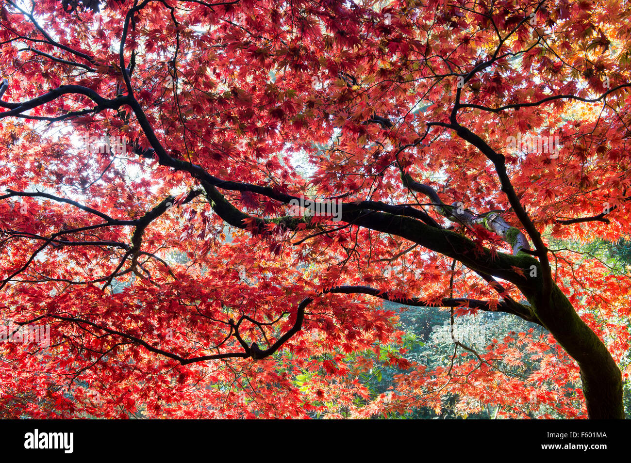 Acer palmatum japanese maple hi-res stock photography and images - Alamy