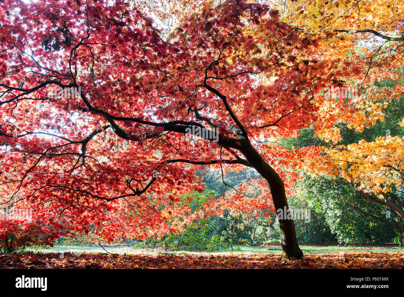 Acer palmatum japanese maple hi-res stock photography and images - Alamy