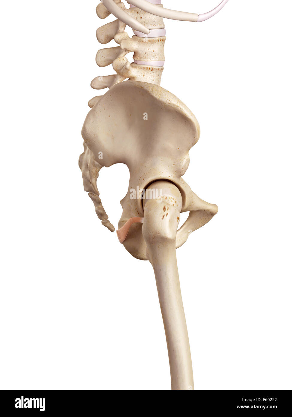 medical accurate illustration of the inferior gemellus Stock Photo