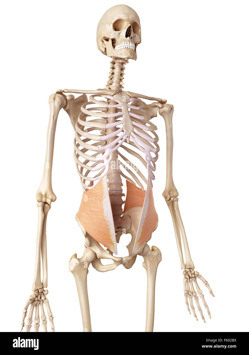 medical accurate illustration of the internal oblique Stock Photo