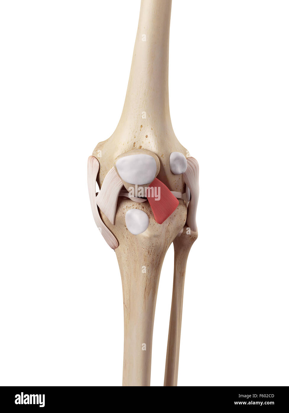 medical accurate illustration of the lateral patellar ligament Stock Photo