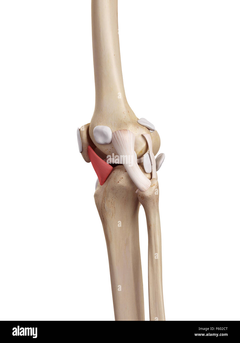 medical accurate illustration of the lateral patellar ligament Stock Photo