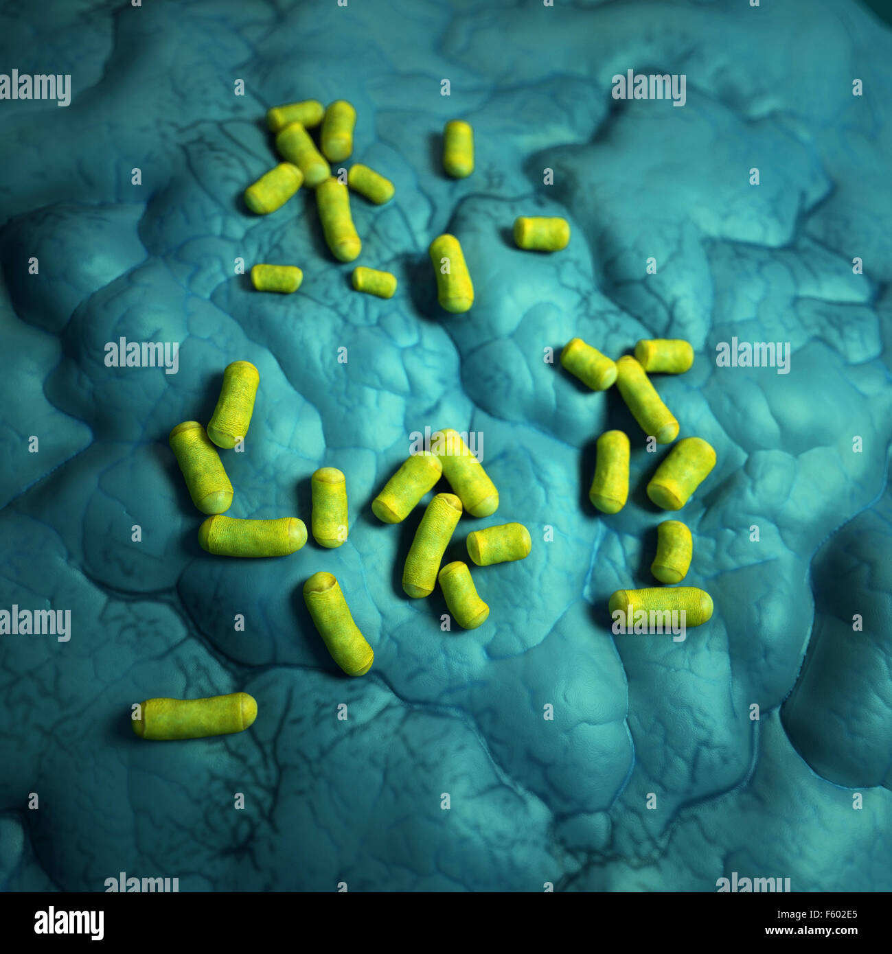 Lactobacillus Bacteria Stock Photos & Lactobacillus Bacteria Stock Images Alamy