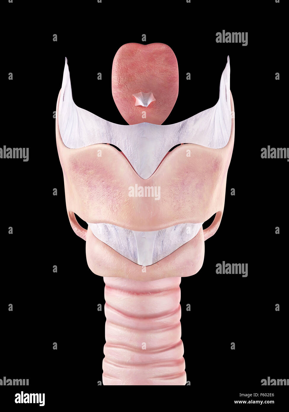 medically accurate illustration of the larynx Stock Photo