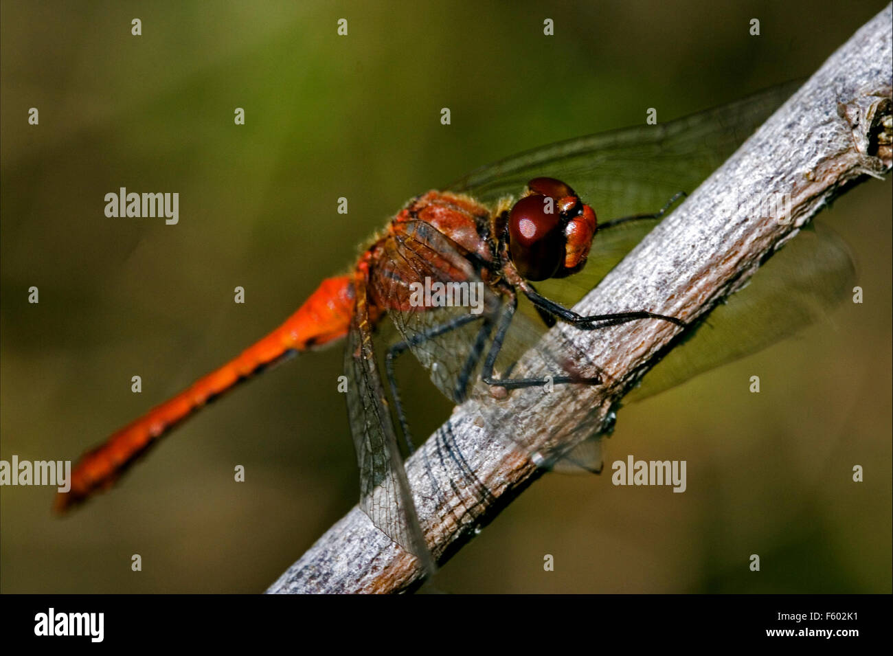 Dragonfly on a bush branch hi-res stock photography and images - Alamy