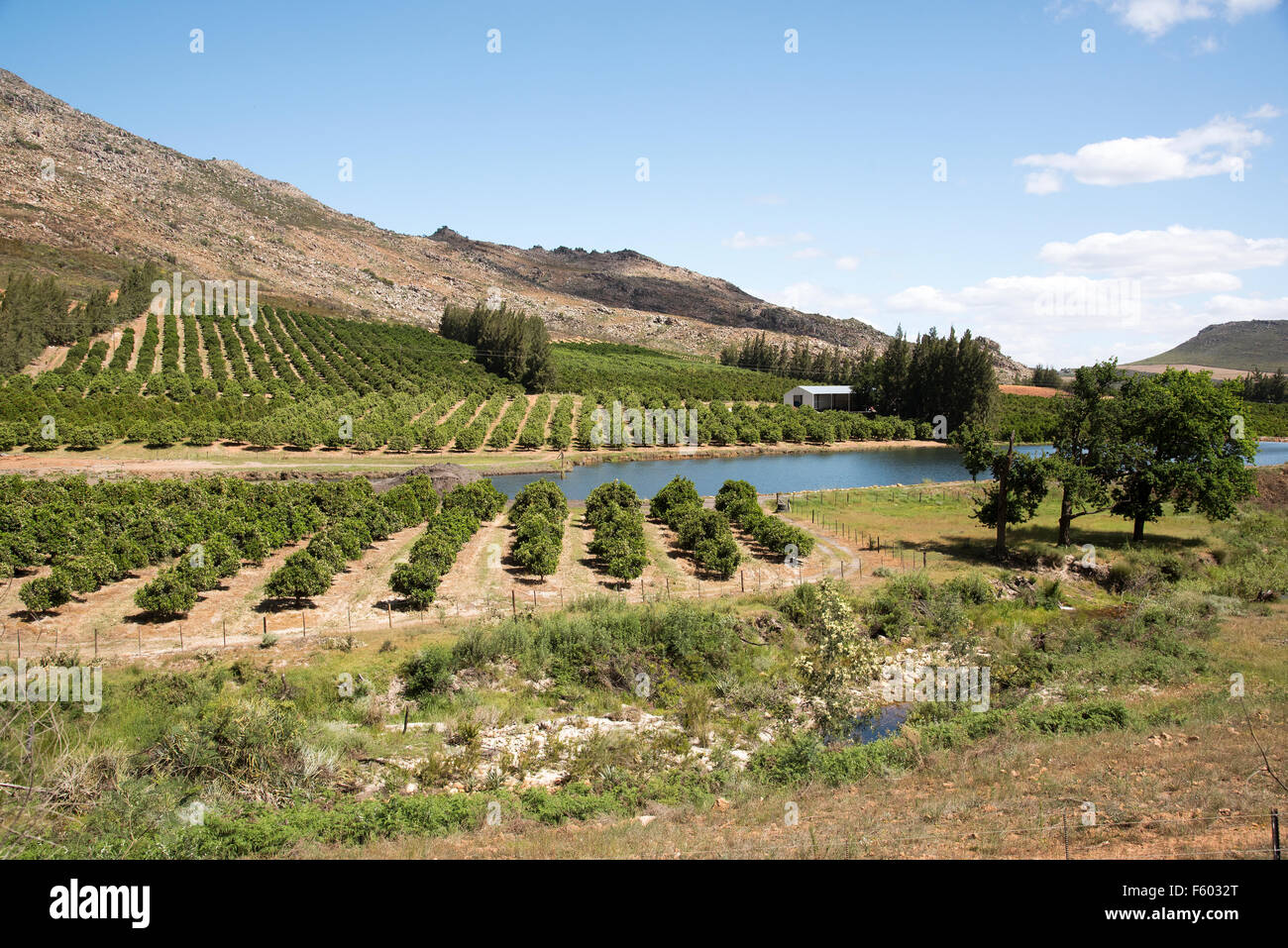 Citrus fruit growing in the foothills of the Cedarberg Mountains South Africa Stock Photo