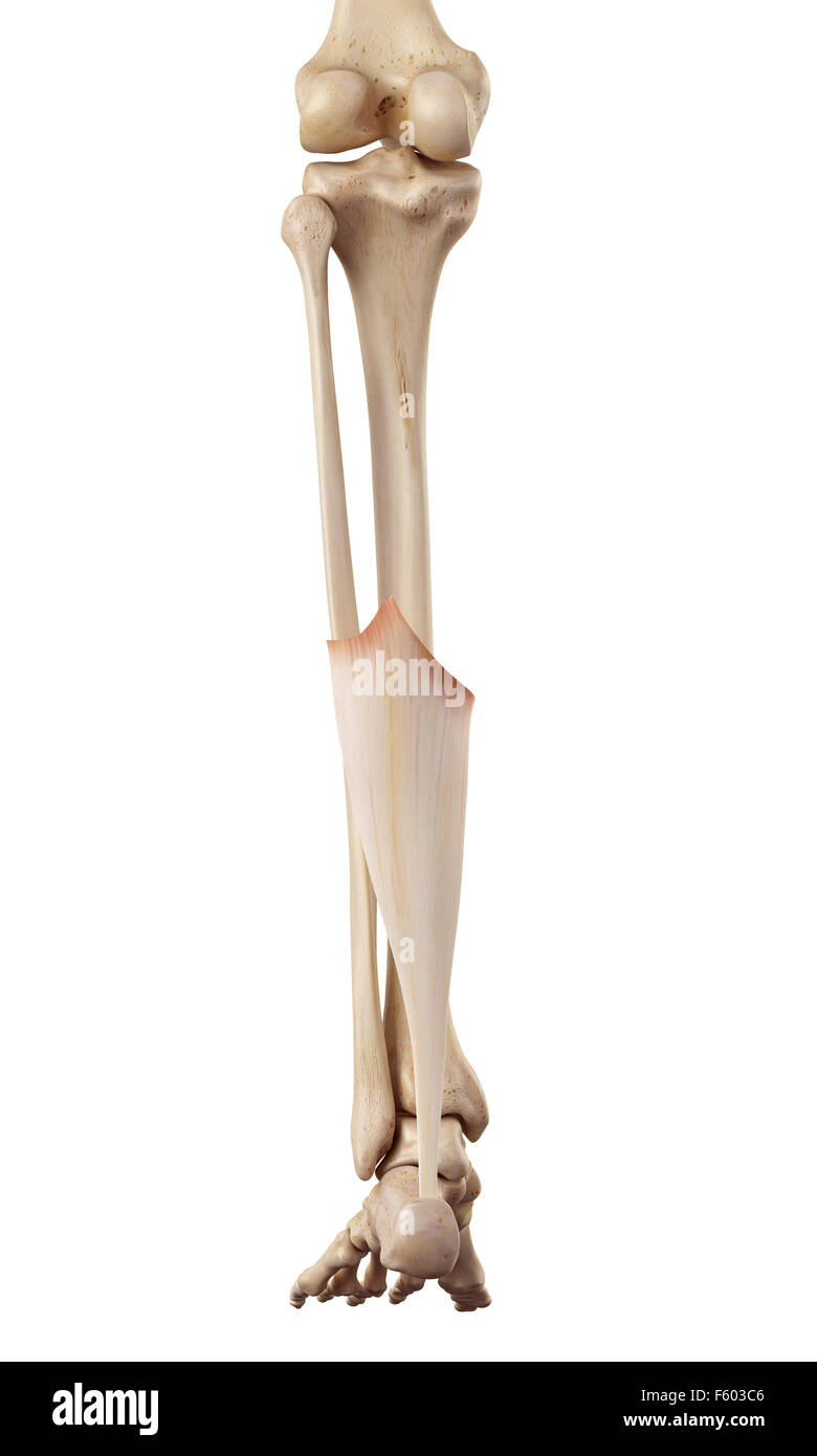 medical accurate illustration of the achilles tendon Stock Photo