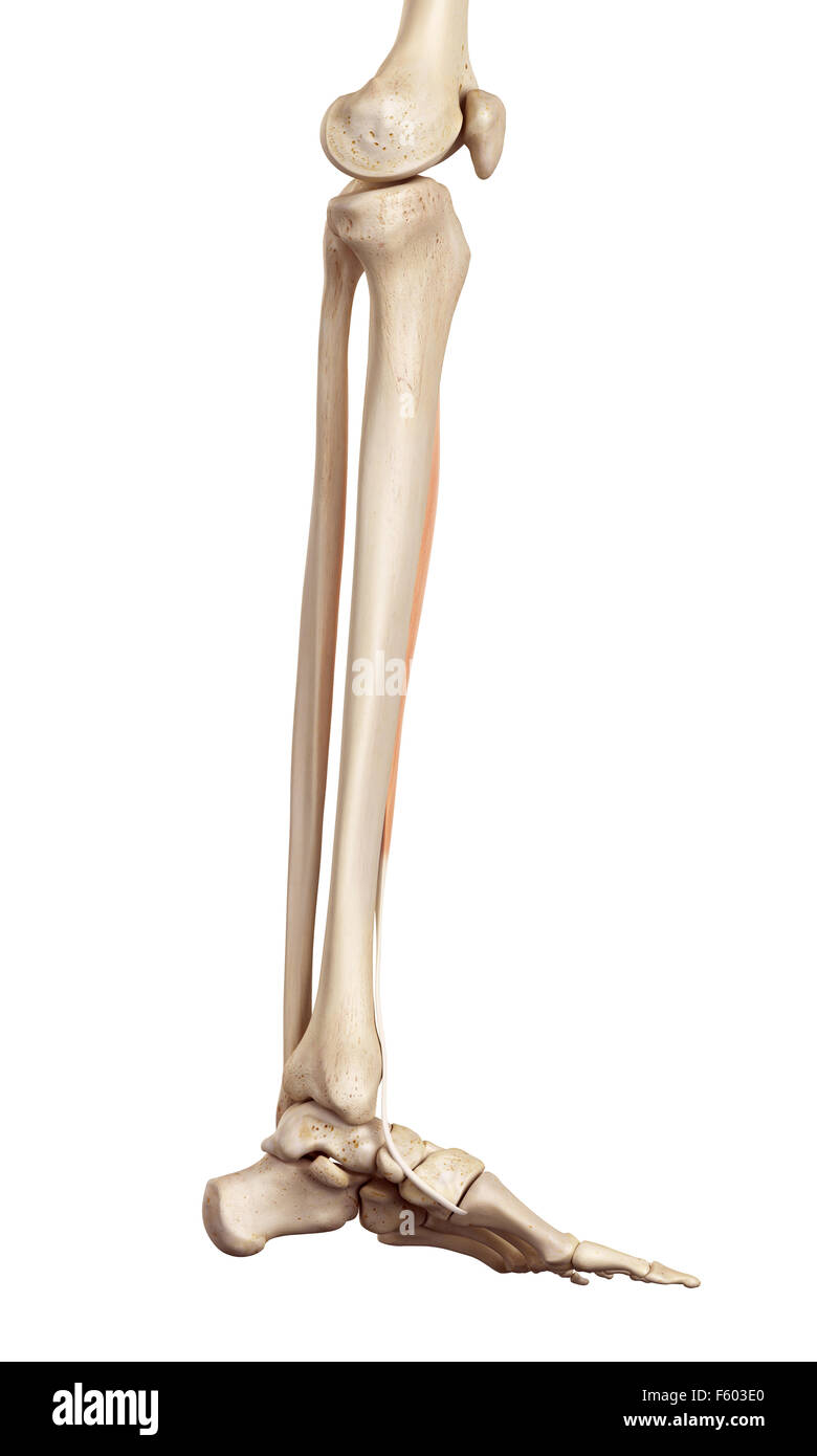 medical accurate illustration of the tibialis anterior Stock Photo
