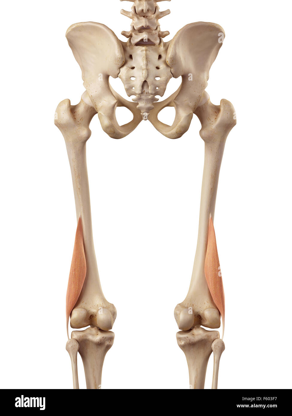 Biceps femoris short hi-res stock photography and images - Alamy