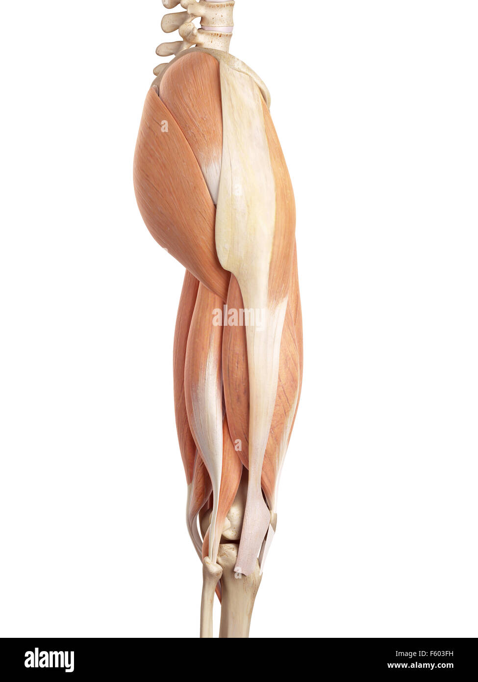 medical accurate illustration of the upper leg muscles Stock Photo