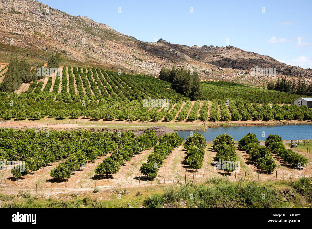 Citrus fruit growing in the foothills of the Cedarberg Mountains South Africa Stock Photo