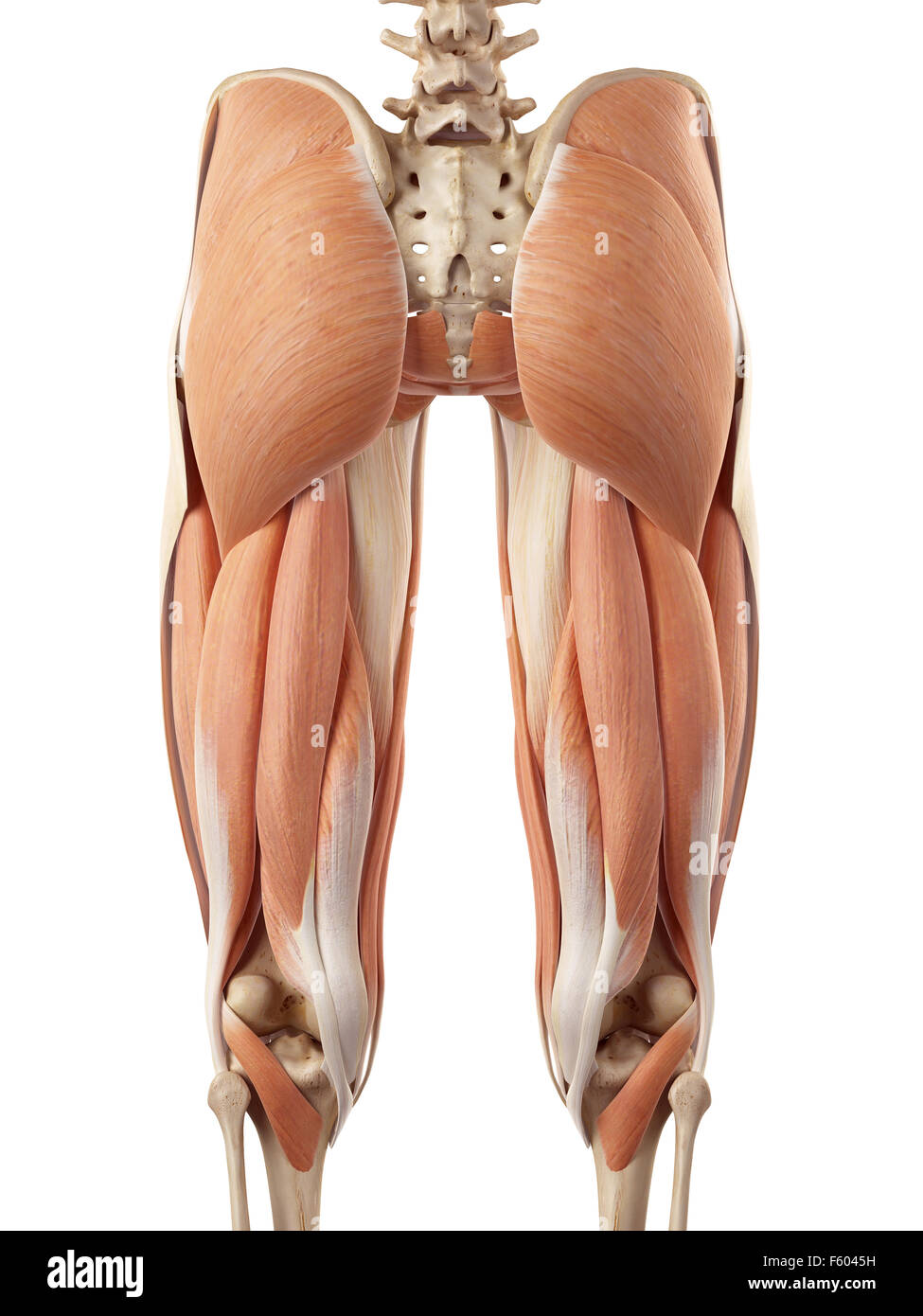 medical accurate illustration of the upper leg muscles Stock Photo