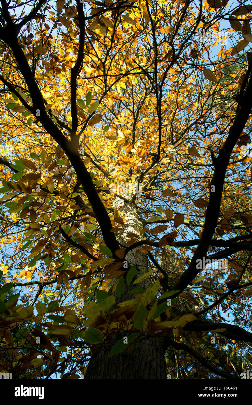 Castanea sativa. Sweet chestnut tree with autumn foliage and blue sky. UK Stock Photo