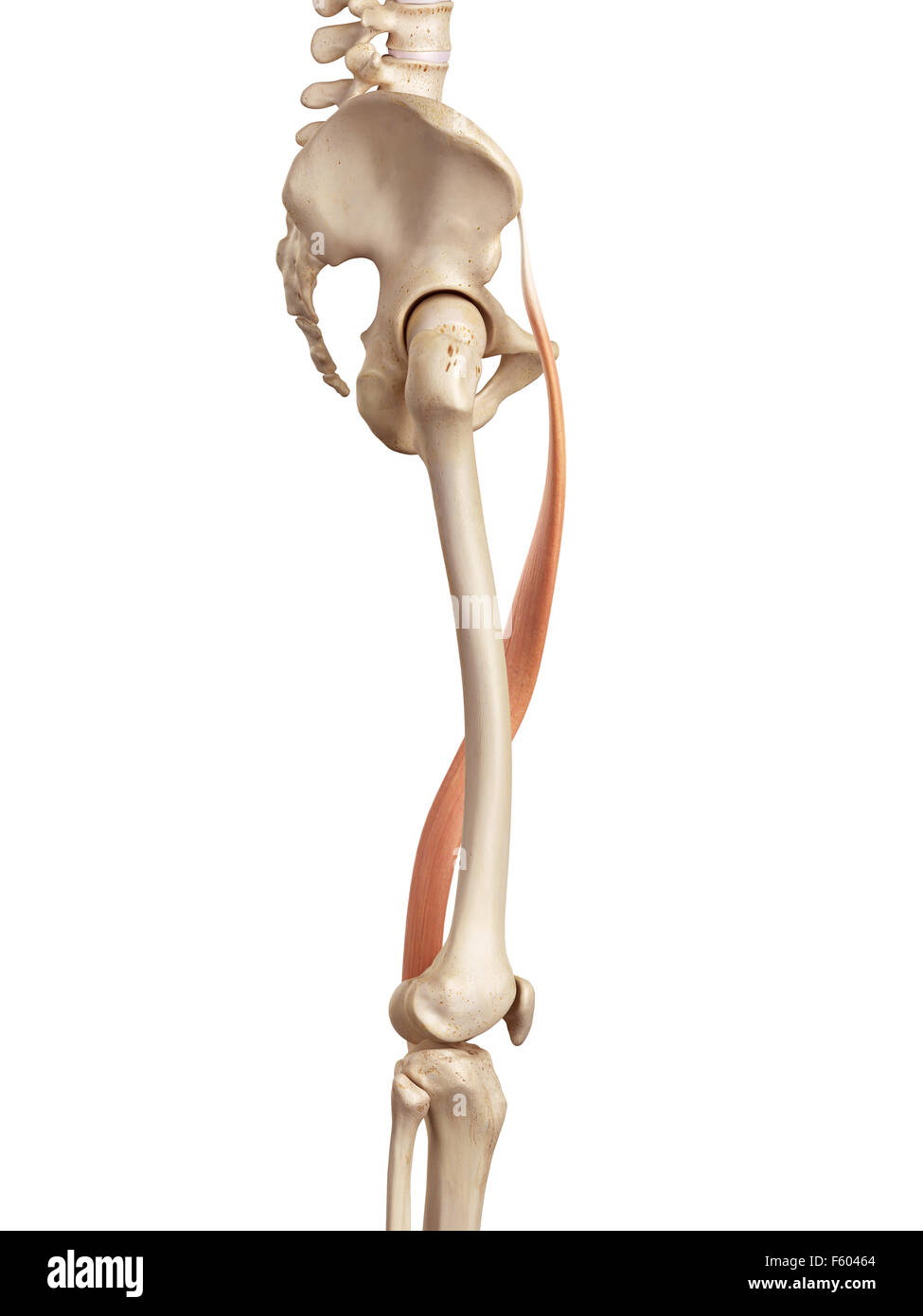 Sartorius muscle hires stock photography and images Alamy