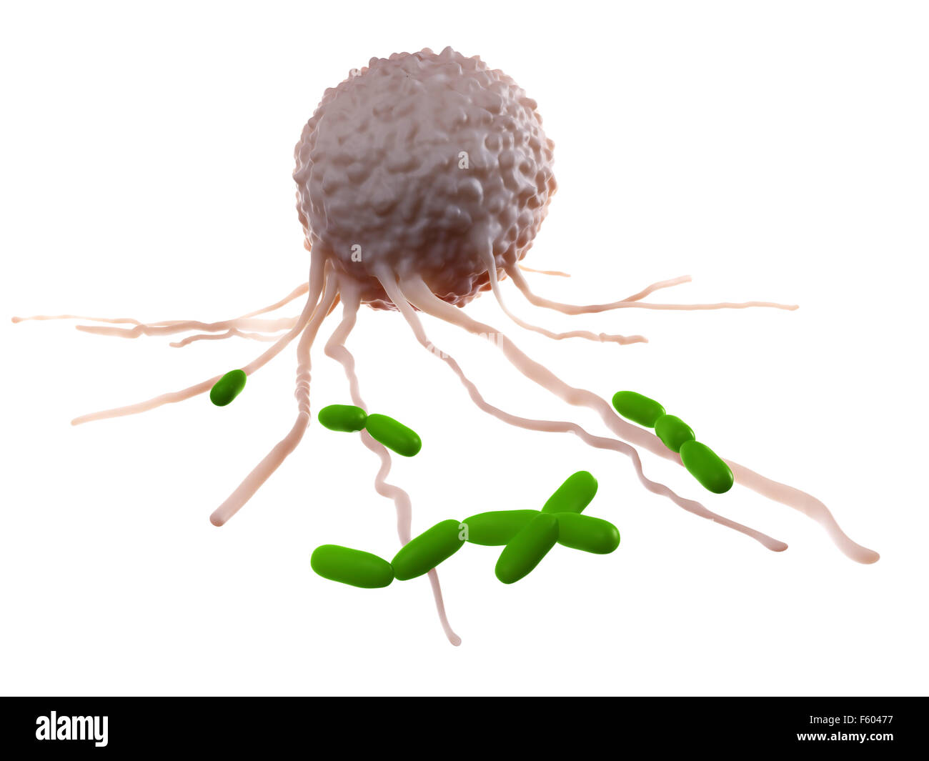 medically accurate illustration of a leucocyte attacking bacteria Stock Photo
