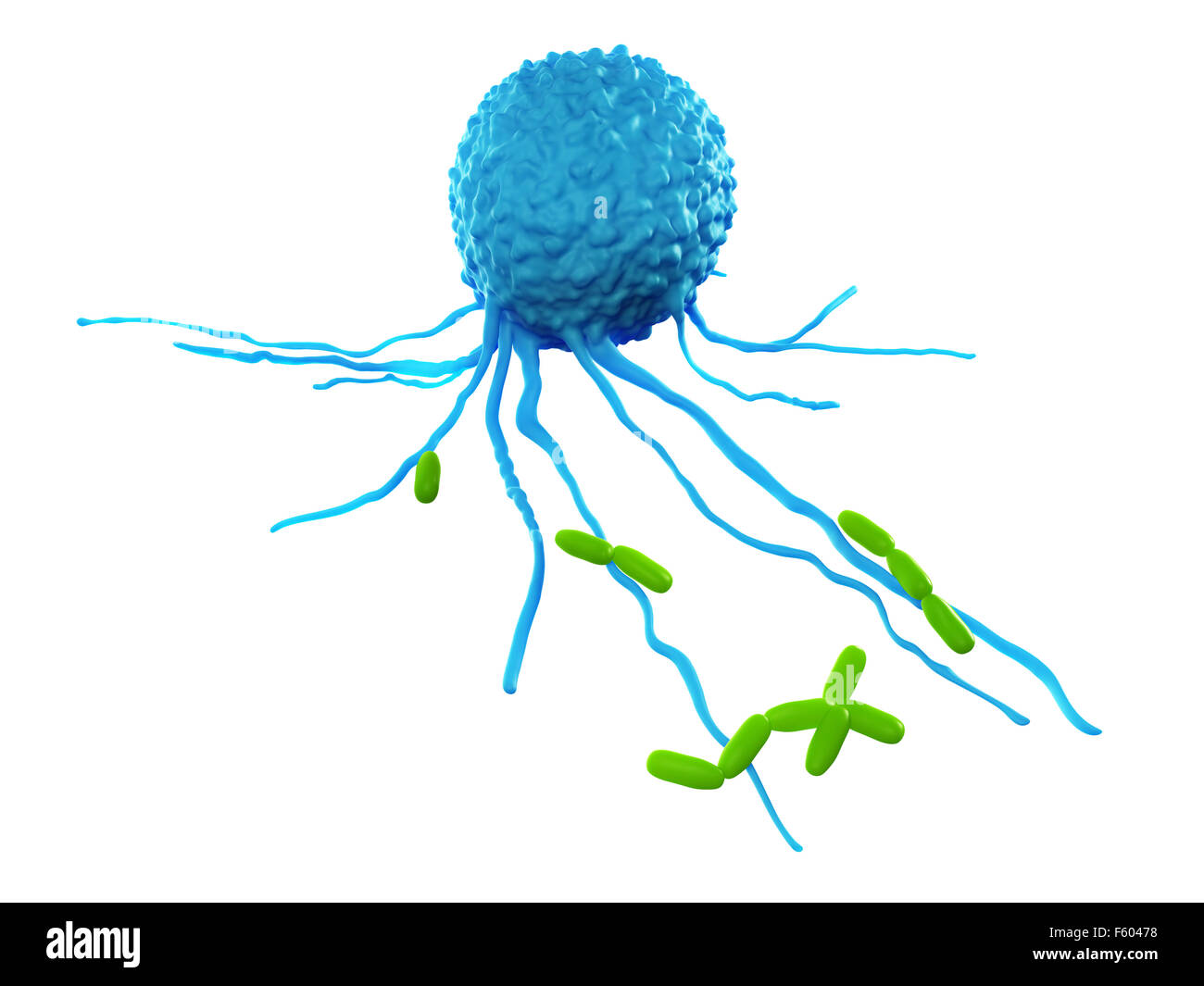 medically accurate illustration of a leucocyte attacking bacteria Stock Photo