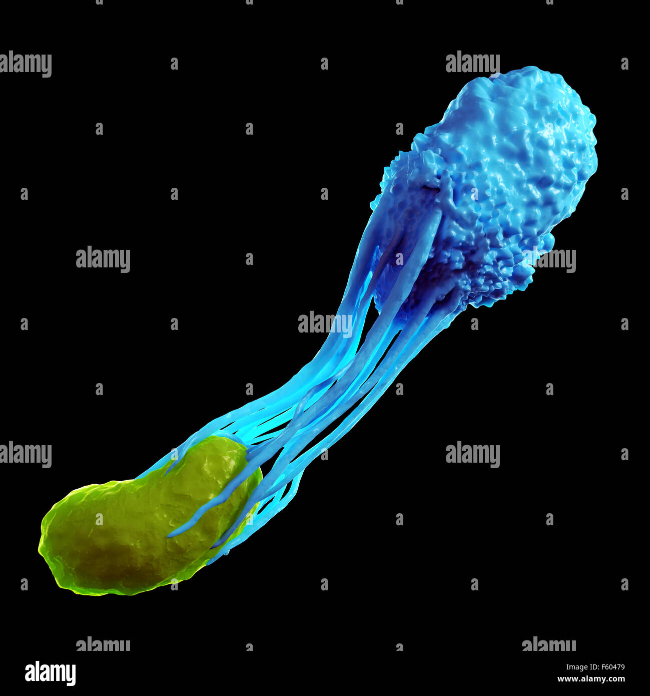 medically accurate illustration of a white blood cell engulfing a bacteria Stock Photo