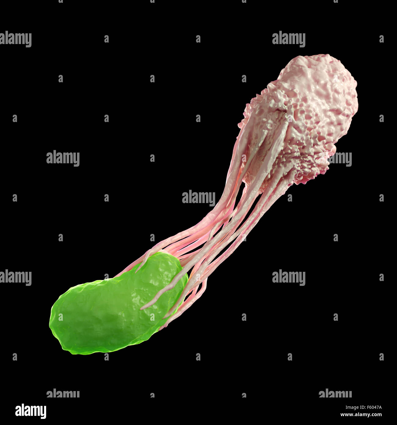 medically accurate illustration of a white blood cell engulfing a bacteria Stock Photo