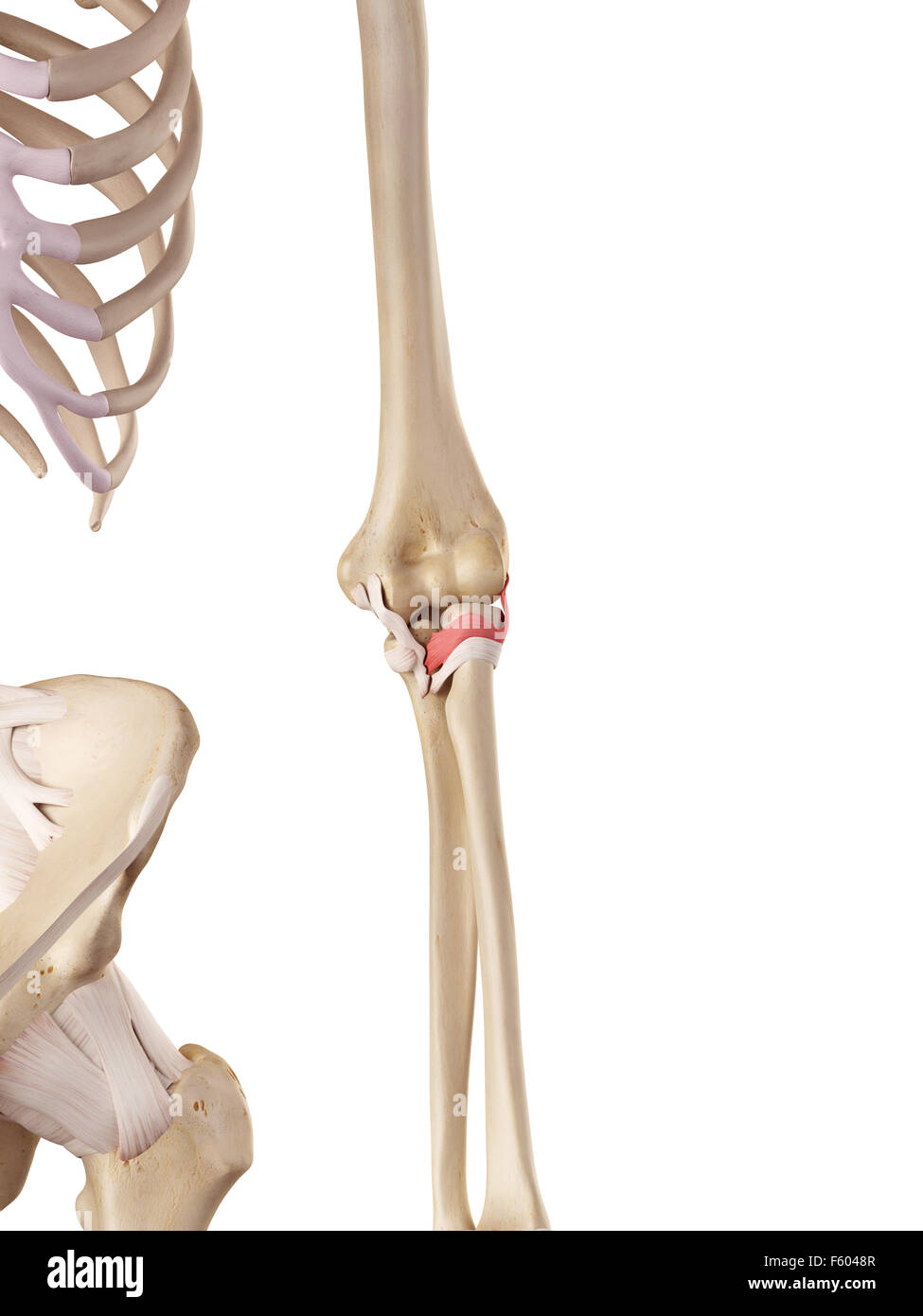 medical accurate illustration of the anterior radiocollateral ligament Stock Photo